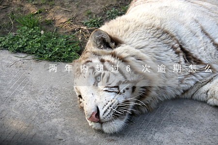 两年内超过6次逾期怎么办 两年内超过6次逾期怎么办