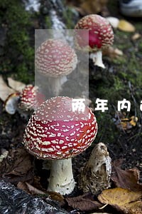 两年内连续3次逾期 两年内连续3次逾期