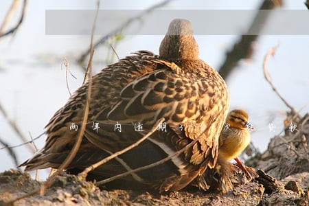 两年内逾期30次能贷款 两年内逾期30次能贷款