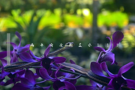 两年内逾期显示111