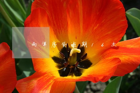 两年房贷逾期16次 两年房贷逾期16次