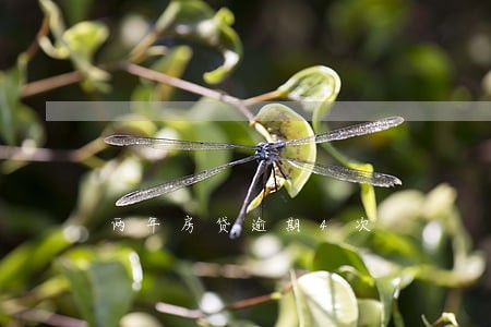 两年房贷逾期4次 两年房贷逾期4次