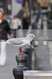 两年累计3个逾期能贷款吗 两年累计3个逾期能贷款吗