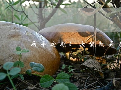 两年逾期5次贷款买房 两年逾期5次贷款买房