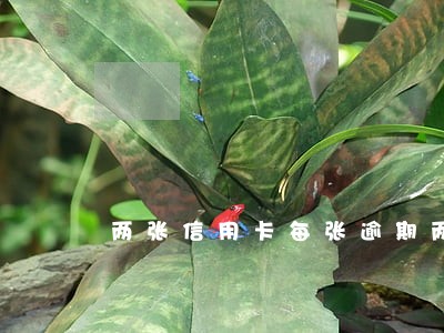 两张信用卡每张逾期两次 两张信用卡每张逾期两次