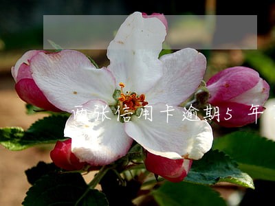 两张信用卡逾期5年了怎么消除 两张信用卡逾期5年了怎么消除