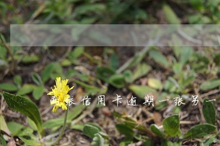 两张信用卡逾期一张另一张