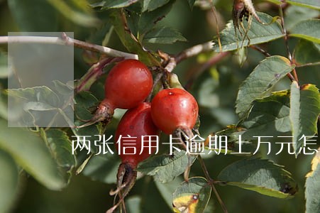 两张信用卡逾期上万元怎么处理 两张信用卡逾期上万元怎么处理