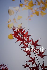 两张信用卡逾期其它卡还能用吗 两张信用卡逾期其它卡还能用吗