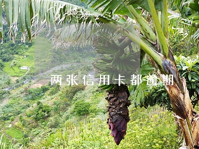 两张信用卡都逾期 两张信用卡都逾期