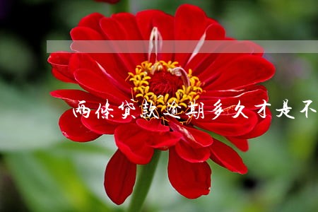 两条贷款逾期多久才是不良