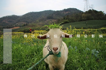 两次不良信用逾期会影响移民吗 两次不良信用逾期会影响移民吗