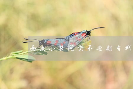 两次小额网贷不逾期有影响吗 两次小额网贷不逾期有影响吗