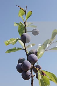 两次违反同一种违法行为如何处理 两次违反同一种违法行为如何处理