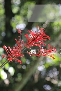 两次逾期影响贷款买车吗 两次逾期影响贷款买车吗