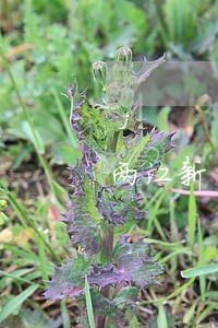 两江新区数字货币律师 两江新区数字货币律师