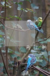 两江新区法律援助电话