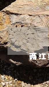 两江新区海关商检法律咨询热线 两江新区海关商检法律咨询热线