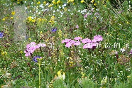 两种第三人参加诉讼的条件 两种第三人参加诉讼的条件