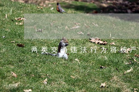 两类交通违法行为将被严查 两类交通违法行为将被严查