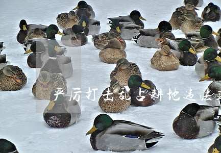 严厉打击乱占耕地违法建房行为 严厉打击乱占耕地违法建房行为