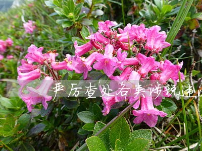 严厉查处各类涉税违法 严厉查处各类涉税违法