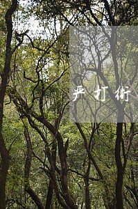 严打街头违法犯罪 严打街头违法犯罪