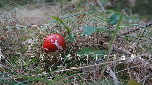 严碧莎哮喘宁违法广告遭查处 严碧莎哮喘宁违法广告遭查处