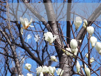 严蕾律师 严蕾律师