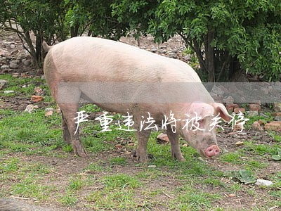 严重违法将被关停 严重违法将被关停