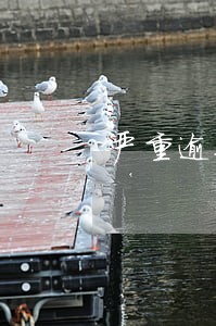 严重逾期90天的后果