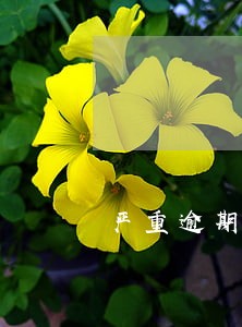 严重逾期五年后能申请信用卡吗 严重逾期五年后能申请信用卡吗