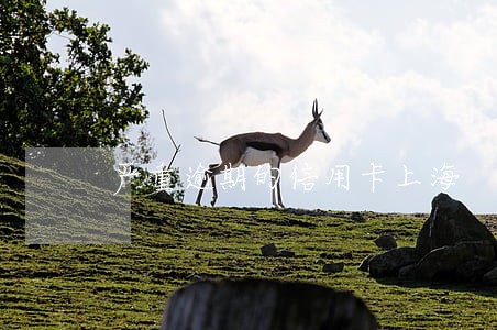 严重逾期的信用卡上海 严重逾期的信用卡上海