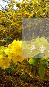 严重逾期还可以申请信用卡吗
