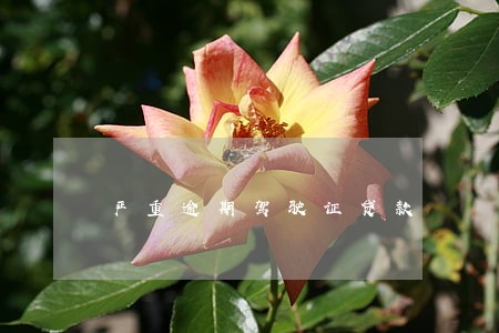 严重逾期驾驶证贷款 严重逾期驾驶证贷款