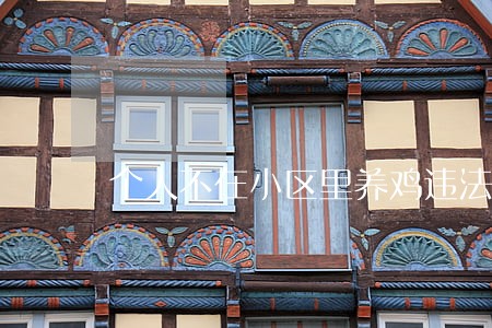 个人不在小区里养鸡违法吗 个人不在小区里养鸡违法吗