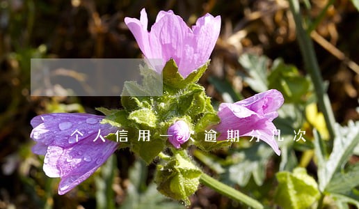 个人信用一次逾期分几次 个人信用一次逾期分几次