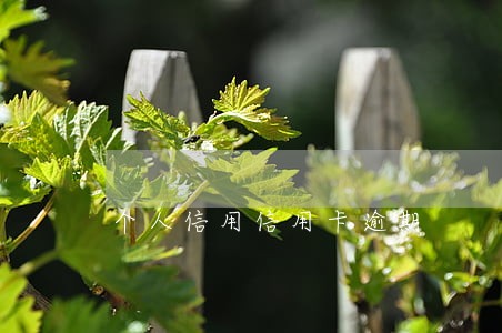 个人信用信用卡逾期 个人信用信用卡逾期