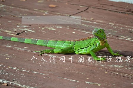 个人信用卡逾期了还能买房吗 个人信用卡逾期了还能买房吗