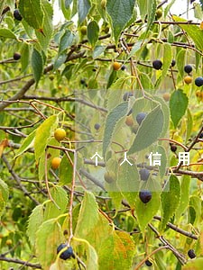 个人信用卡逾期几天还要上征信 个人信用卡逾期几天还要上征信