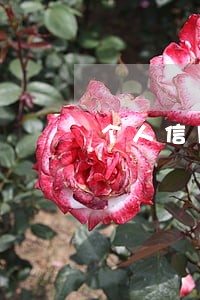 个人信用卡逾期十万 个人信用卡逾期十万