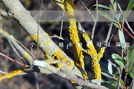 个人信用卡逾期可以买房吗 个人信用卡逾期可以买房吗
