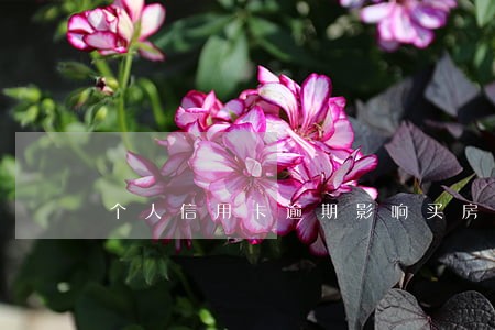 个人信用卡逾期影响买房 个人信用卡逾期影响买房