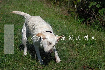 个人信用卡逾期说明表 个人信用卡逾期说明表
