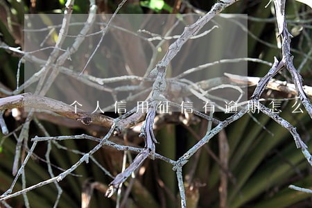 个人信用征信有逾期怎么办 个人信用征信有逾期怎么办
