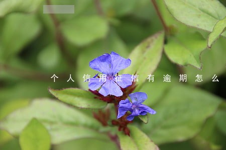 个人信用征信有逾期怎么消除 个人信用征信有逾期怎么消除