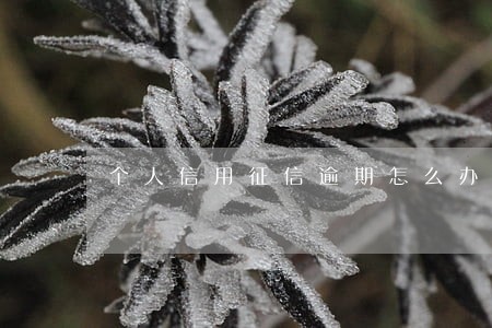 个人信用征信逾期怎么办 个人信用征信逾期怎么办