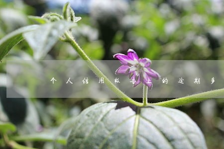个人信用报告上的逾期多久消 个人信用报告上的逾期多久消
