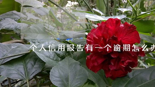 个人信用报告有一个逾期怎么办 个人信用报告有一个逾期怎么办
