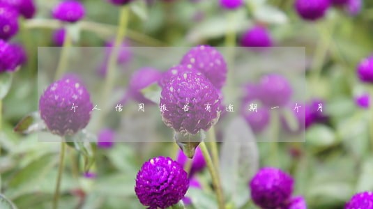 个人信用报告有逾期一个月 个人信用报告有逾期一个月